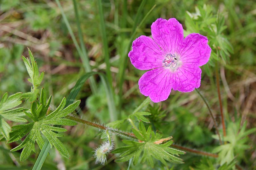 Geranium sanguineum